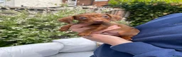 Miniature Dachshund dogs for sale: Beautiful Miniature Dachshund Puppies Ready 🐾  - Advert 5
