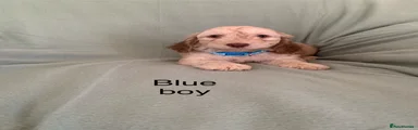 Cockapoo 1