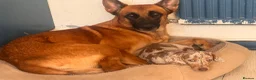 Mixed Breed dogs for sale: Must go together and these are NOT PUPPIES in Enfield - Advert 3