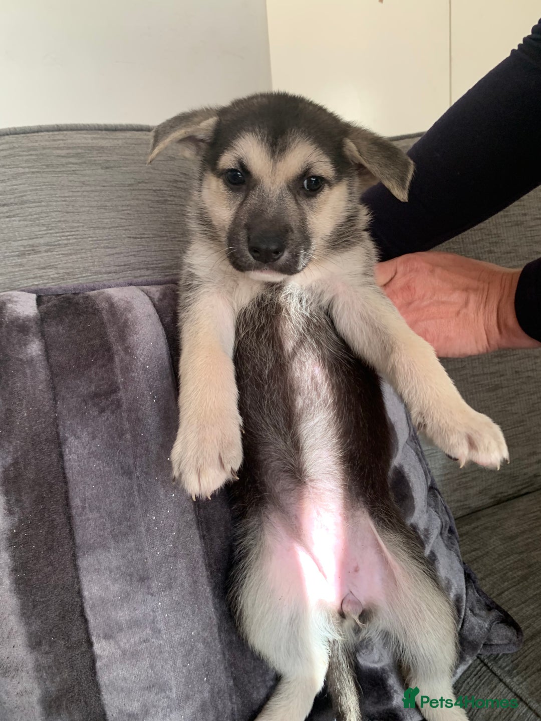 Shepsky dogs for sale: 2 beautiful Shepski puppies for sale  - Image 11