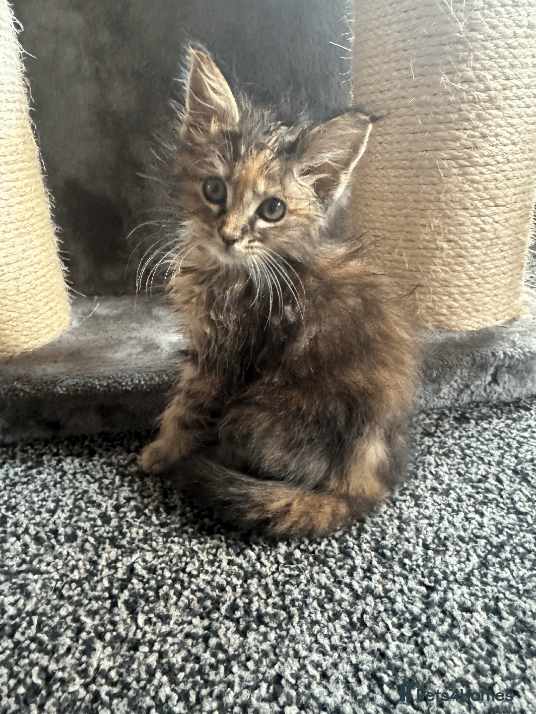 Maine Coon cats for sale: Adorable MaineCoon Ragdoll Cross Kittens Ready Now - Image 3