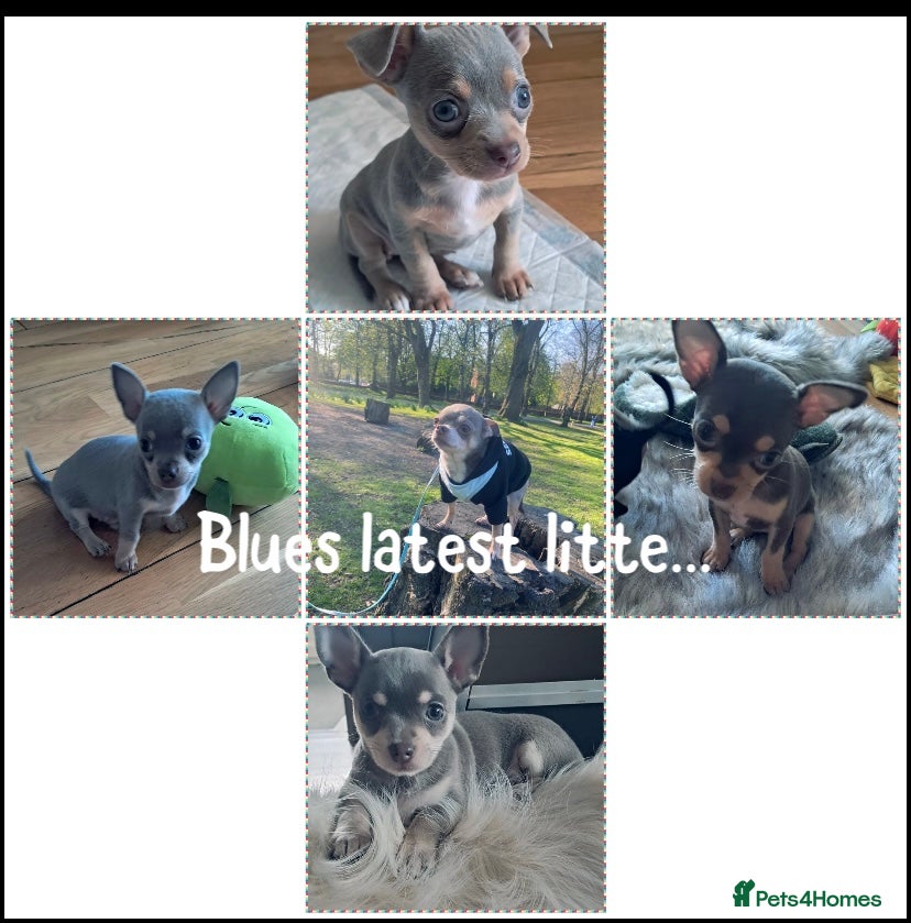 Chihuahua dogs Chihuahua  tiny male stud - Advert 19