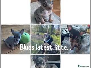 Chihuahua dogs Chihuahua tiny male stud - Advert 19