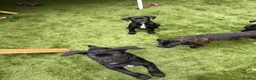 Cane Corso dogs for sale: Cane corso puppies - Advert 34