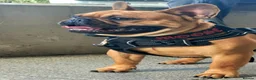 French Bulldog dogs for stud: MOOSE 🫎 KC registered + Silver FBCE  - Advert 3
