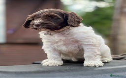 Cockapoo dogs for sale: 11 beautiful pups some very rare colours  - Image 3