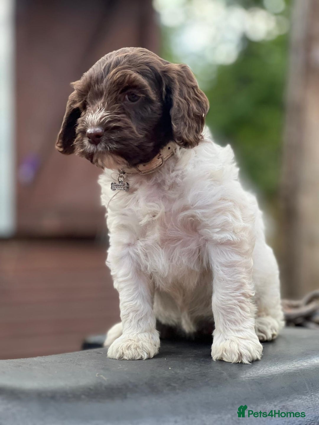 Cockapoo dogs for sale: 11 beautiful pups some very rare colours  - Image 3