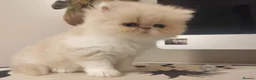 Persian cats for sale: Exotic Persian Kittens  - Advert 9