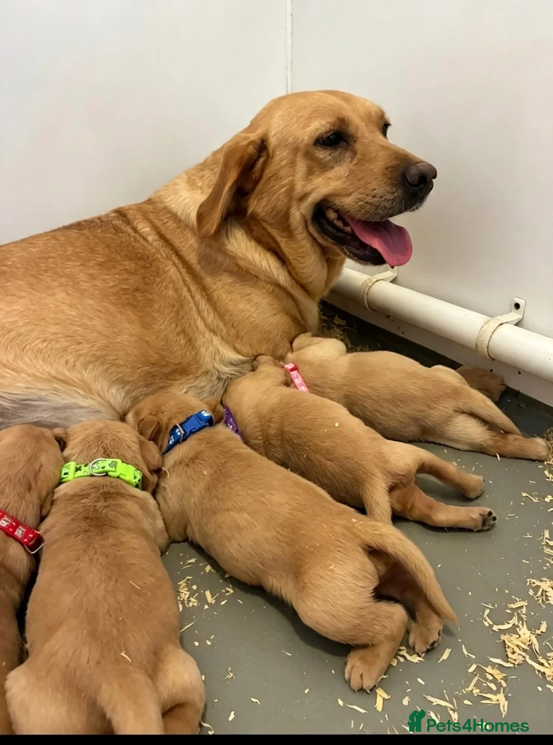 Labrador Retriever dogs for sale: 5 kc Labrador pups ready now  - Advert 16