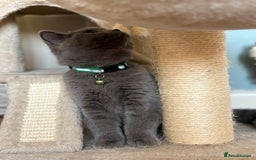 British Shorthair cats for sale: Adorable kittens - Image 5