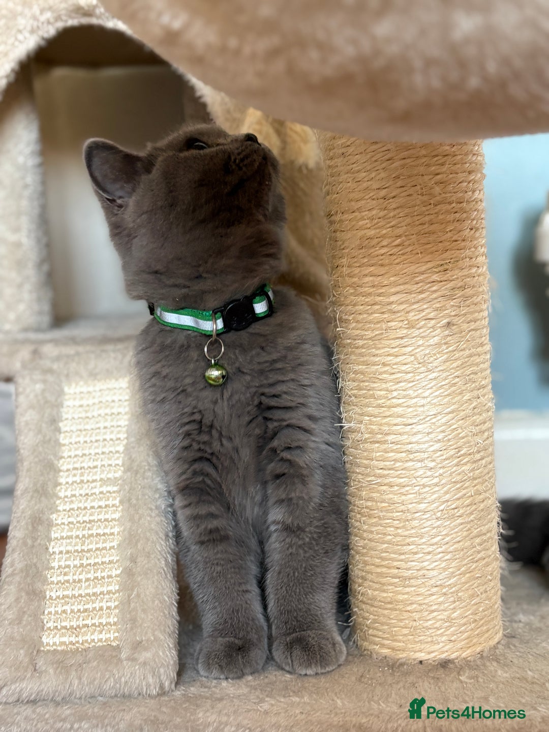 British Shorthair cats for sale: Adorable kittens - Image 5