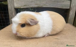 Guinea Pig rodents for sale: Pretty young sow - Image 3