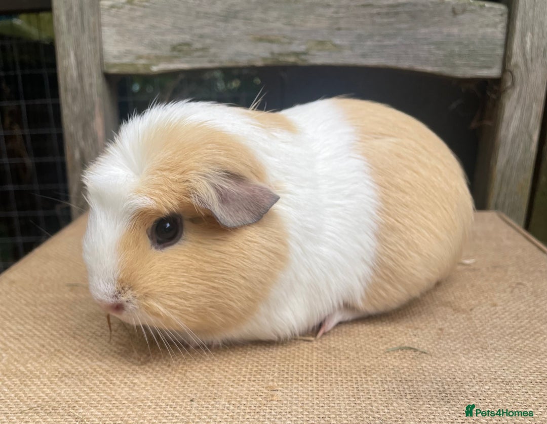 Guinea Pig rodents for sale: Pretty young sow - Image 3