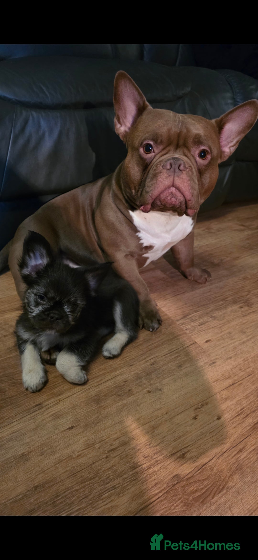 French Bulldog dogs for sale: LAST PUP Stunning French bulldog puppies - Advert 4