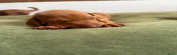 Hungarian Vizsla dogs for sale: Ready this weekend Beautiful litter.  - Advert 16
