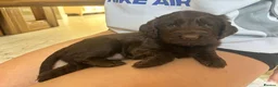 Cocker Spaniel dogs for sale: Working cocker spaniels for sale 🐾 - Advert 6