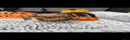 Dachshund dogs for sale: Miniature dachshunds  - Advert 17