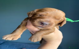 Cockapoo dogs for sale: 3 Stunning Dark Red Cockapoo Puppies - Image 14