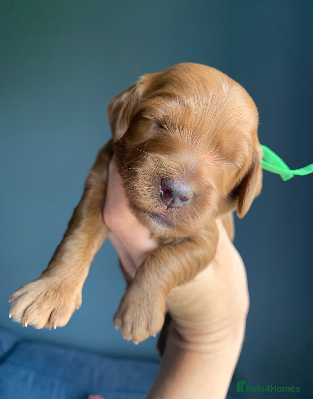 Cockapoo dogs for sale: 3 Stunning Dark Red Cockapoo Puppies - Image 14