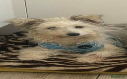 Mixed Breed dogs for adoption: Sally. 7kg small breed  - Image 3