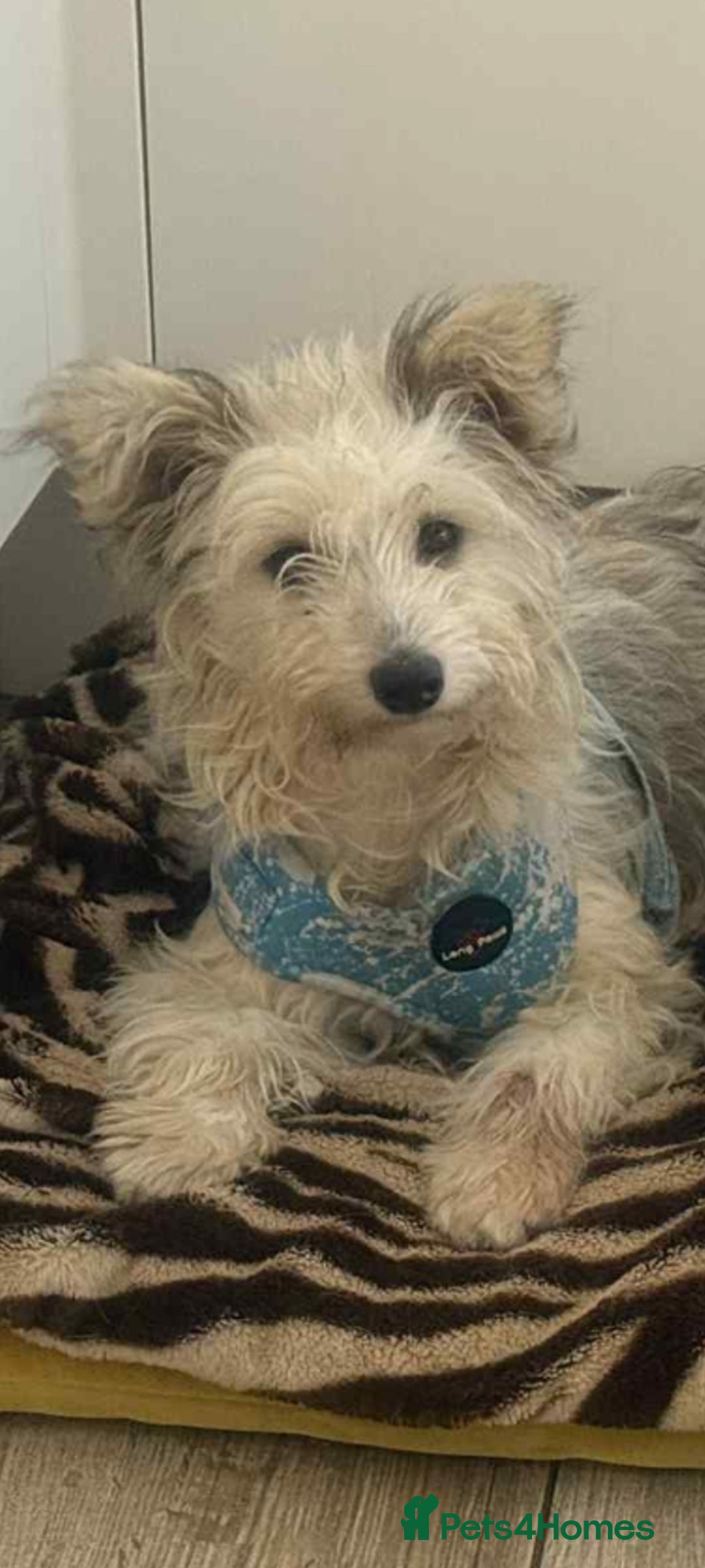 Mixed Breed dogs for adoption: Sally. 7kg small breed  - Image 3