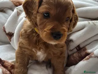 Cockapoo dogs F2 cockapoo puppies - Advert 1
