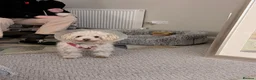 Bichon Frise dogs for adoption: WALLACE 🌟 a Sensitive boy for a Safe, Loving Home in Nottingham - Advert 20
