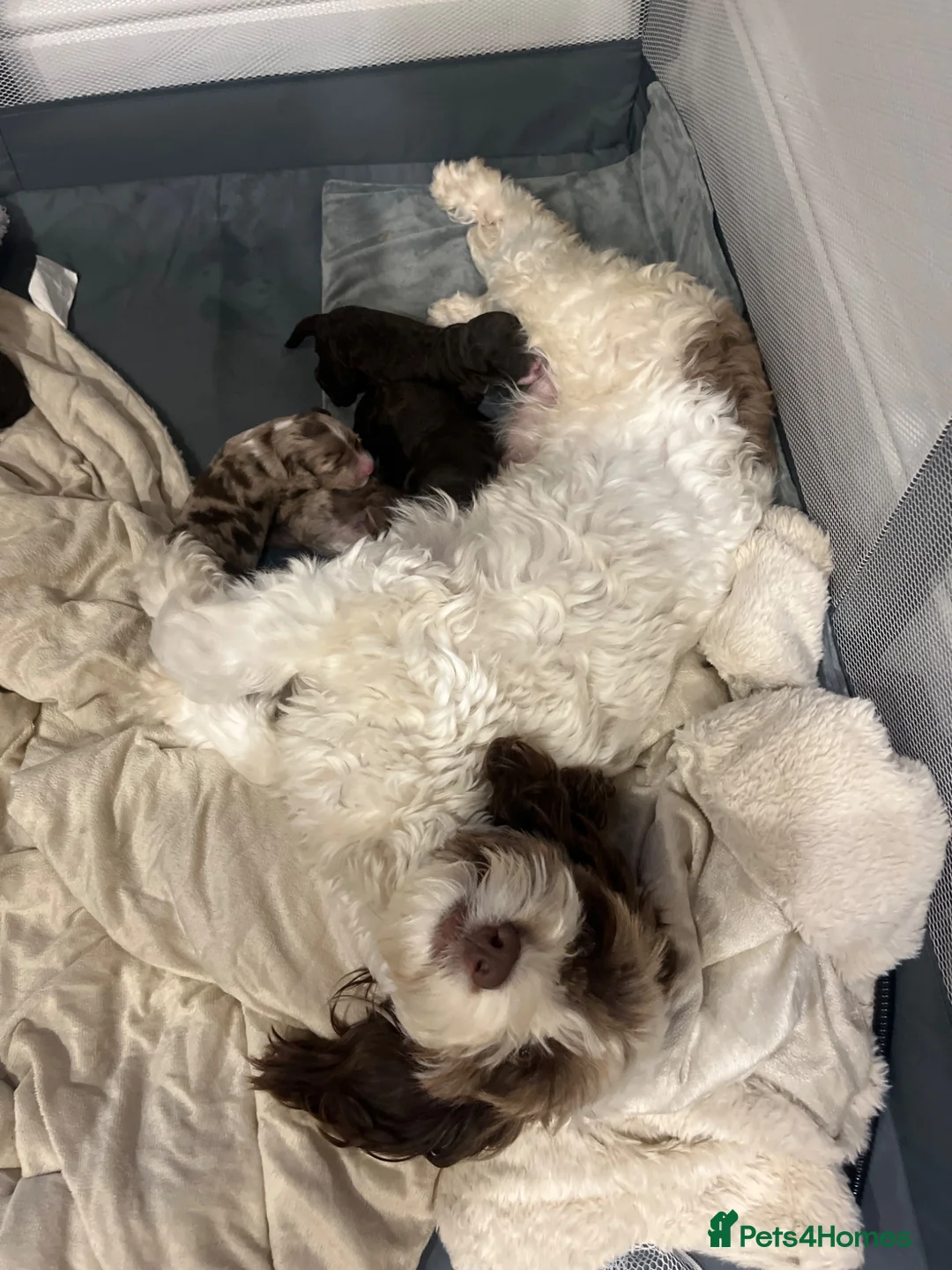 Sproodle dogs for sale: Sproodle puppies.  - Advert 11