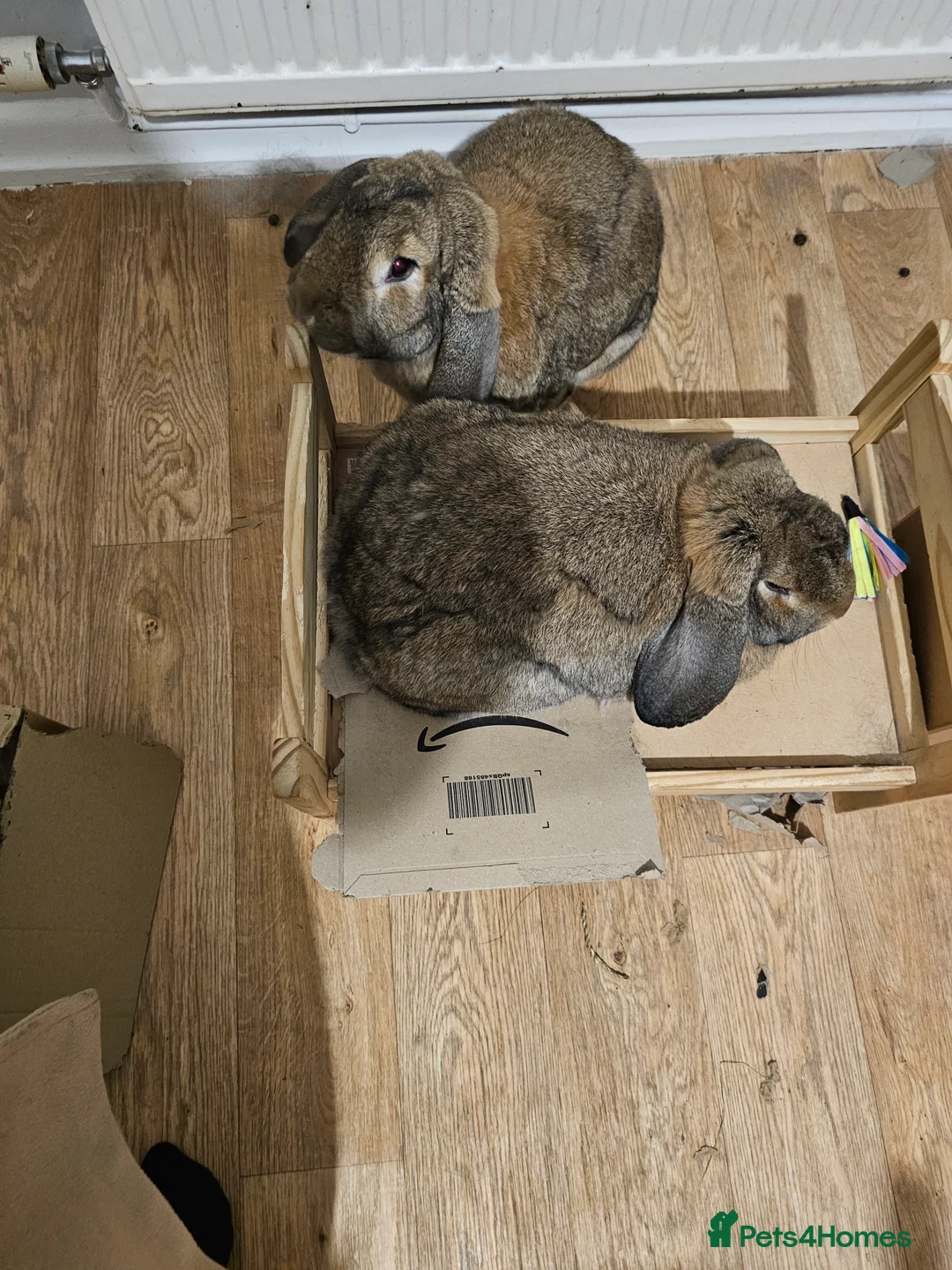 Continental Giant rabbits for sale: Two continental giants  - Advert 2