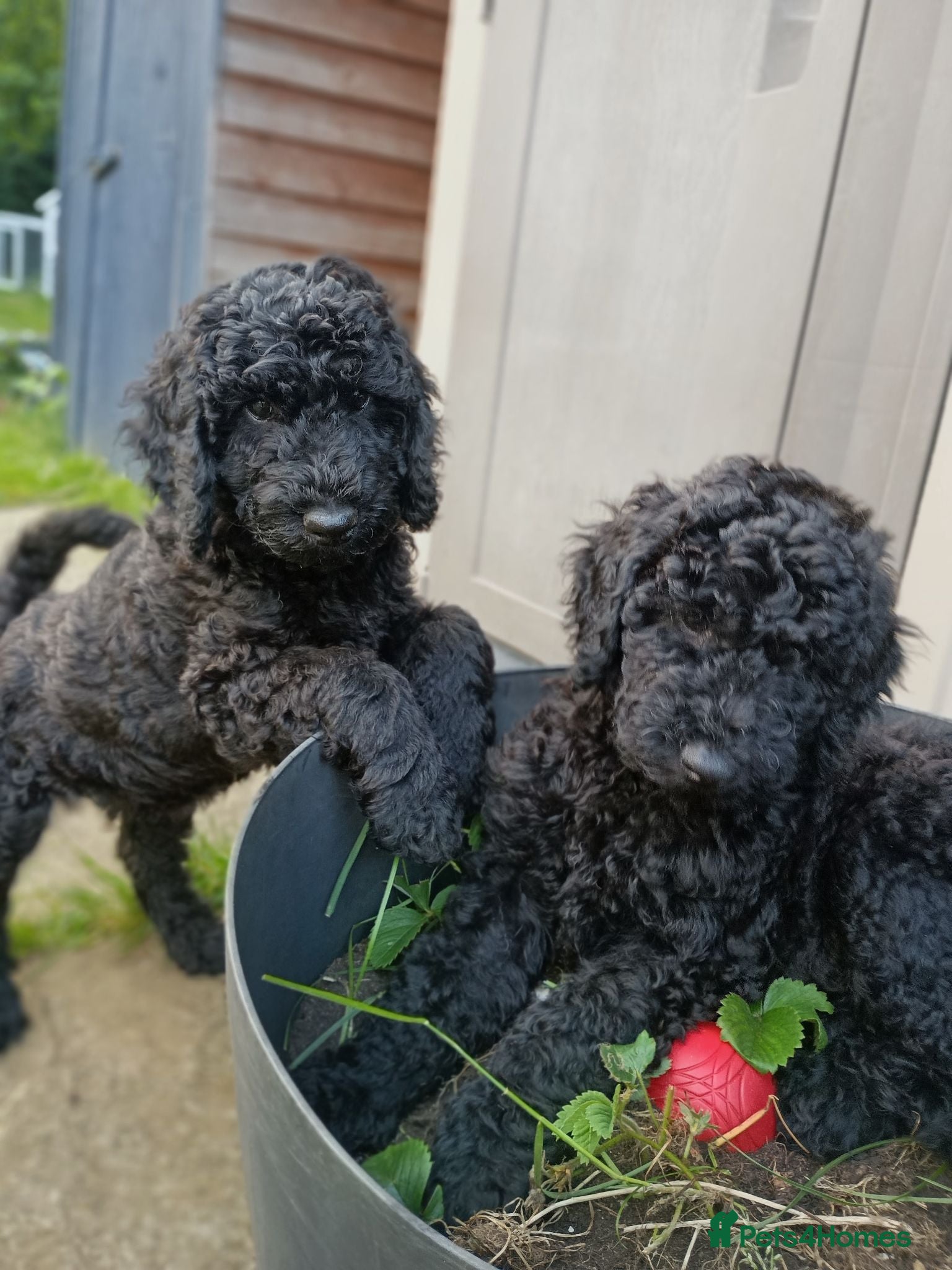 Standard Poodle dogs Two Beautiful Poodle Puppies left 🩷 - Advert 4