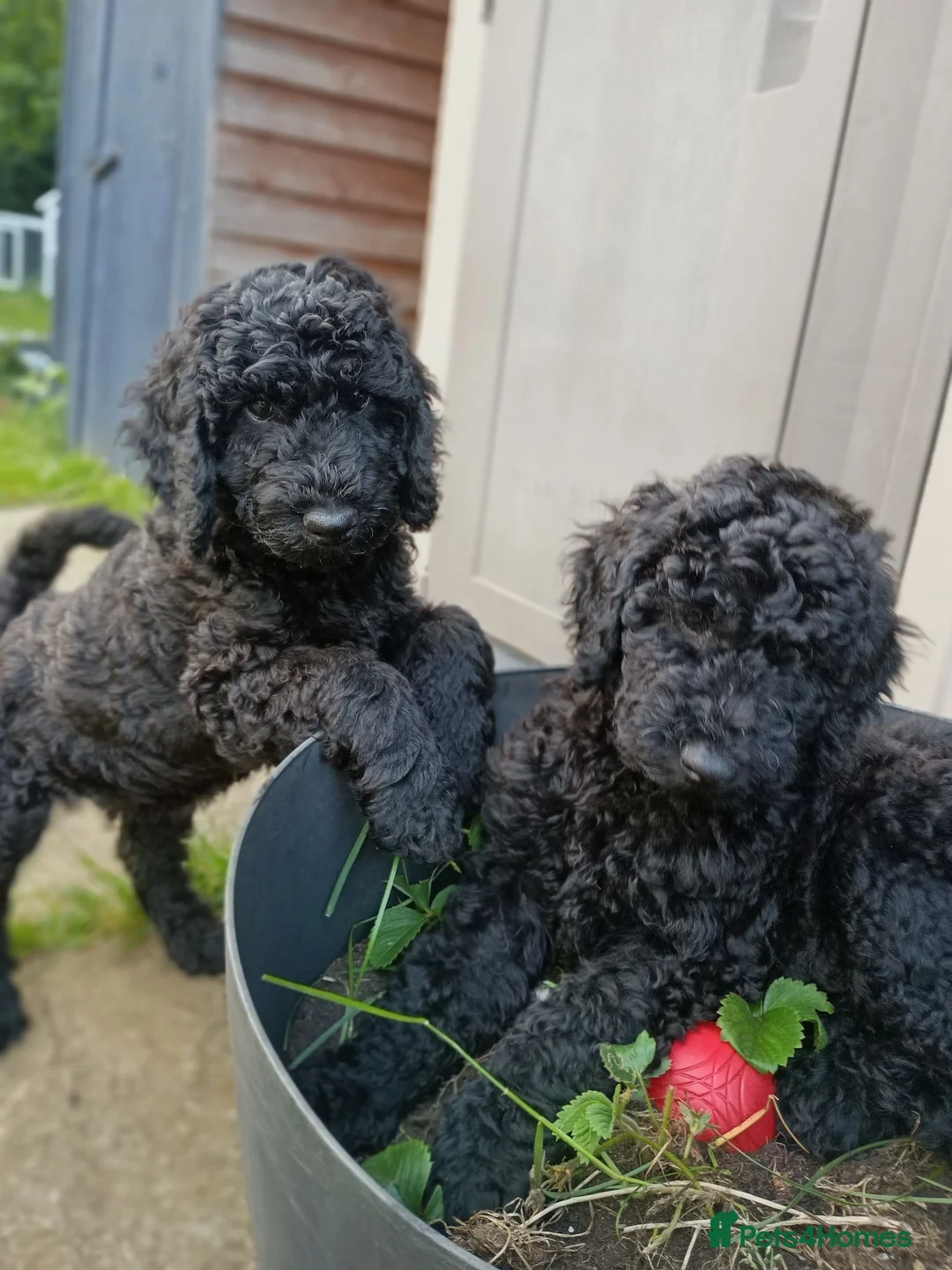 Standard Poodle dogs for sale: Two Beautiful Poodle Puppies left 🩷 - Advert 1