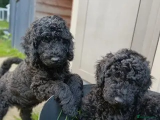 Standard Poodle dogs Two Beautiful Poodle Puppies left 🩷 - Advert 2