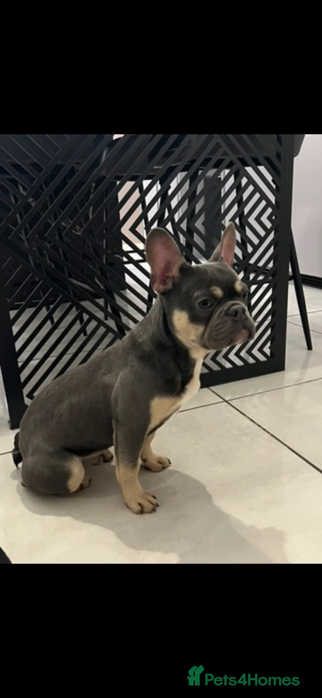 French Bulldog dogs for sale: French bulldog  - Advert 2