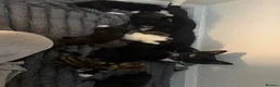 Mixed Breed cats for sale: 8 beautiful kittens for sale❤️ - Advert 28