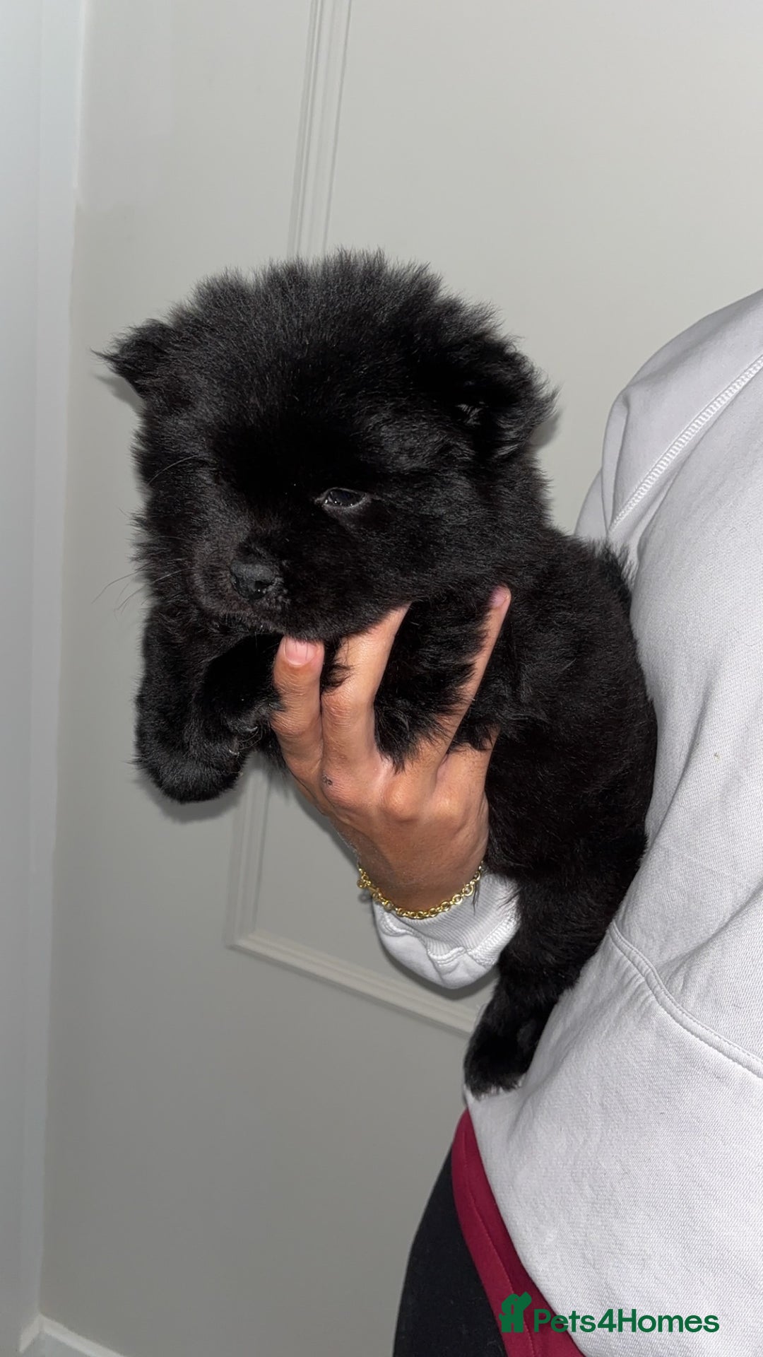 Chow Chow dogs for sale: 5 Gen Pedigree Chow Chow Puppies - Advert 7