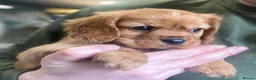 Cavalier King Charles Spaniel dogs for sale: 🐶 KC reg extensively health tested Cavalier 🐶  - Advert 3