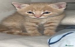 Domestic Shorthair cats for sale: Blonde/beige light ginger tabby kitten male - Image 2