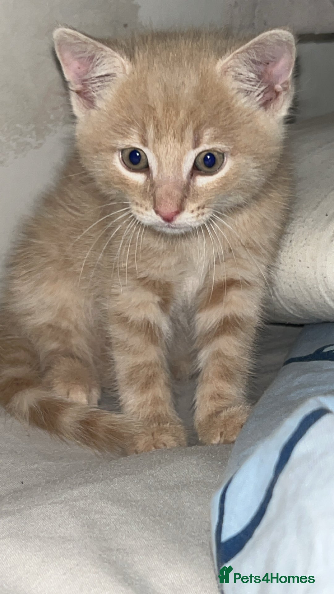 Domestic Shorthair cats for sale: Blonde/beige light ginger tabby kitten male - Image 2
