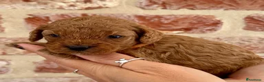 Cavapoo 5 🧡