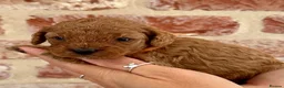 Cavapoo dogs for sale: F1b Cavapoos 🐾 - Advert 22