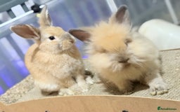 Lionhead rabbits for sale: Double Mane (f)&No Mane(m) Lionhead £50 & £2 - Image 27