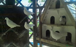 Doves birds for sale: Pure and Best Quality White Doves. READY NOW - Image 3