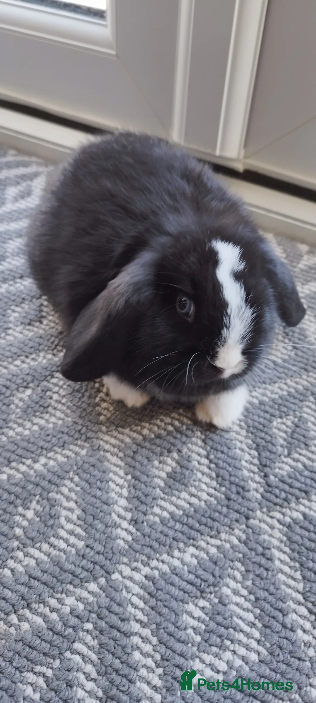 Mini Lop rabbits for sale: Mini lops - Advert 2
