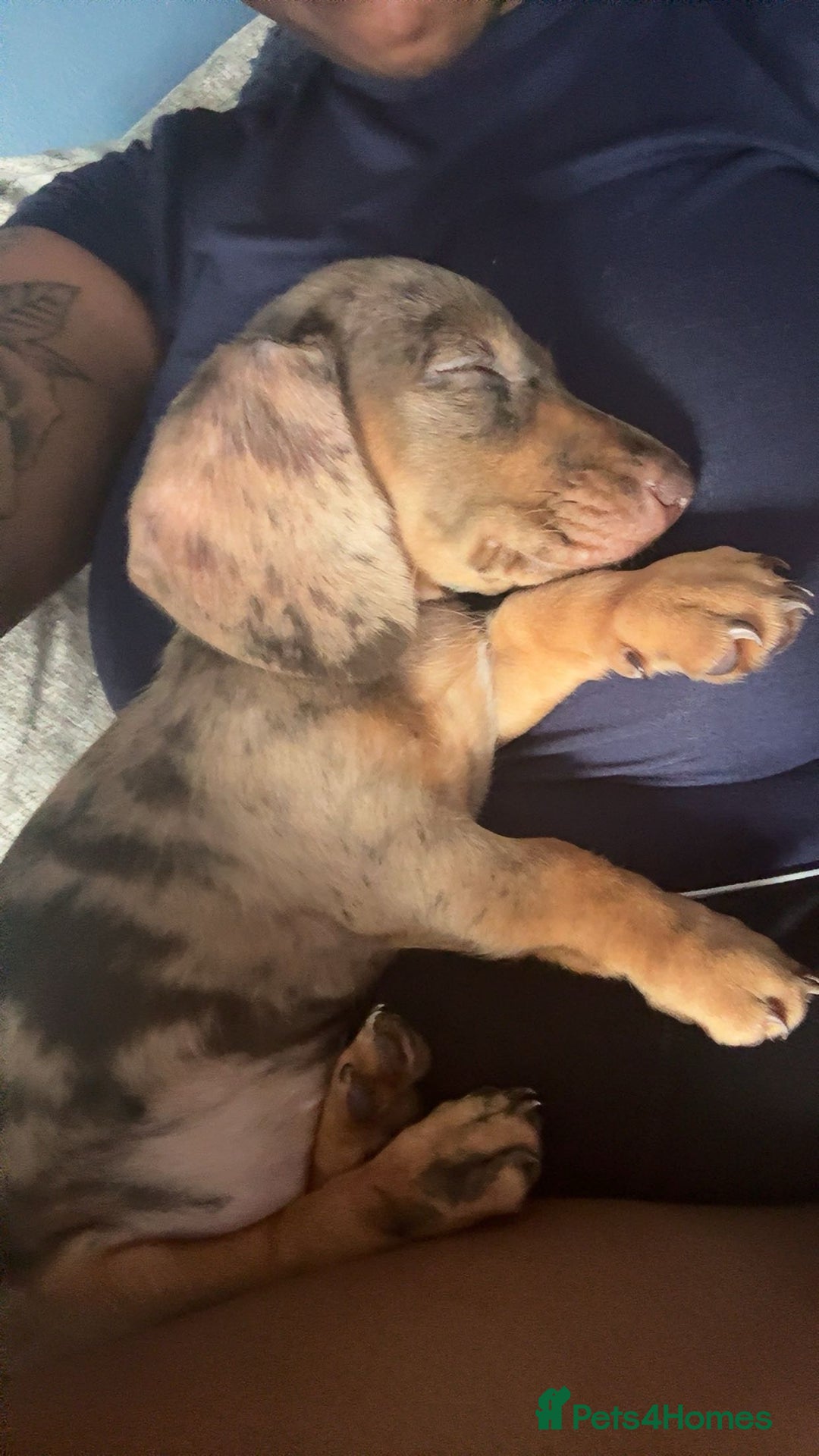 Miniature Dachshund dogs for sale: Meet Tilly  - Image 2