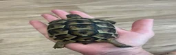 Tortoise reptiles for sale: Spur thigh tortoise  in Maldon - Advert 2