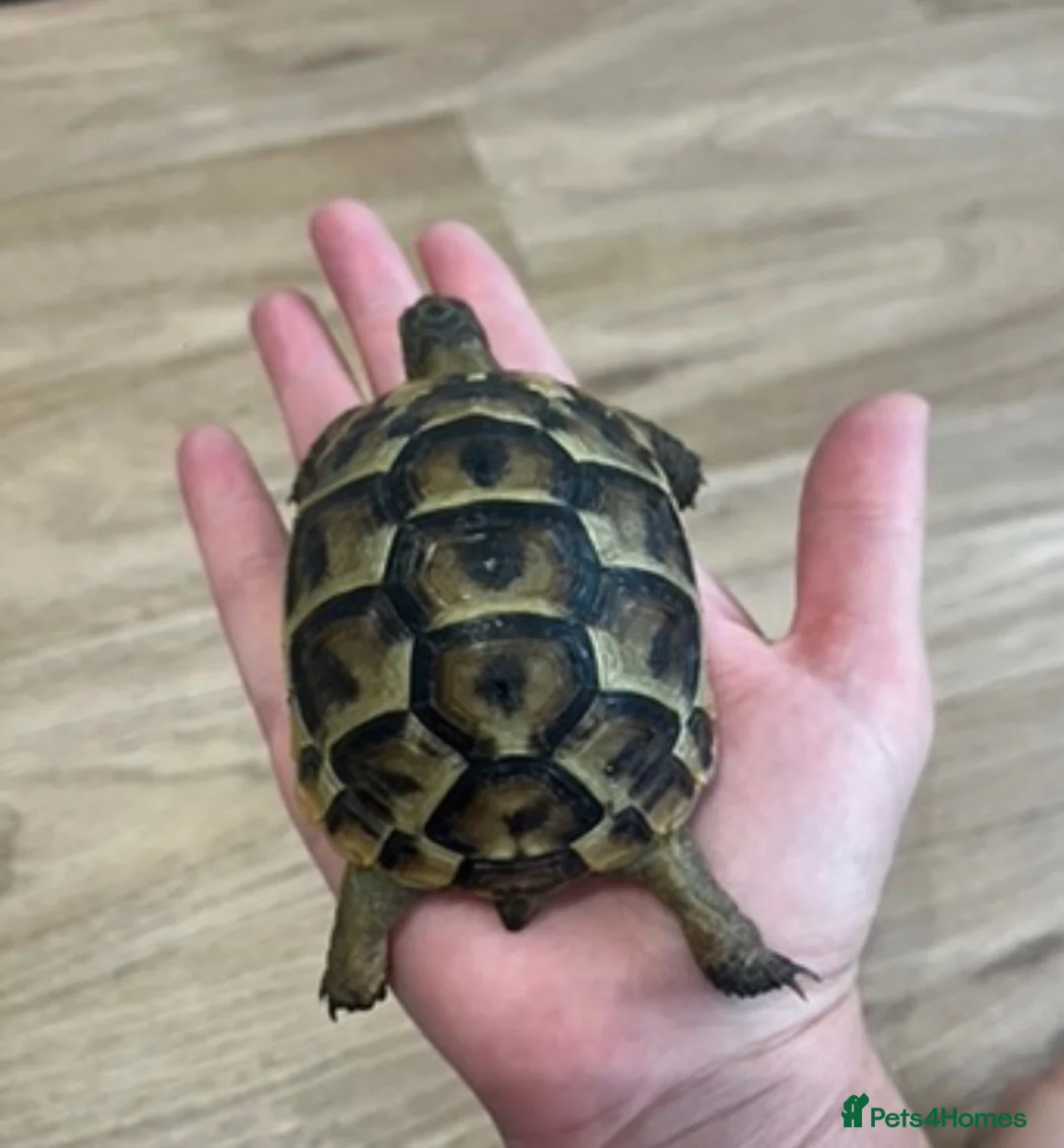 Tortoise reptiles for sale: Spur thigh tortoise  in Maldon - Advert 2