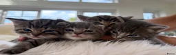 Ragdoll cats for sale: Ragdoll mix kittens  - Advert 7