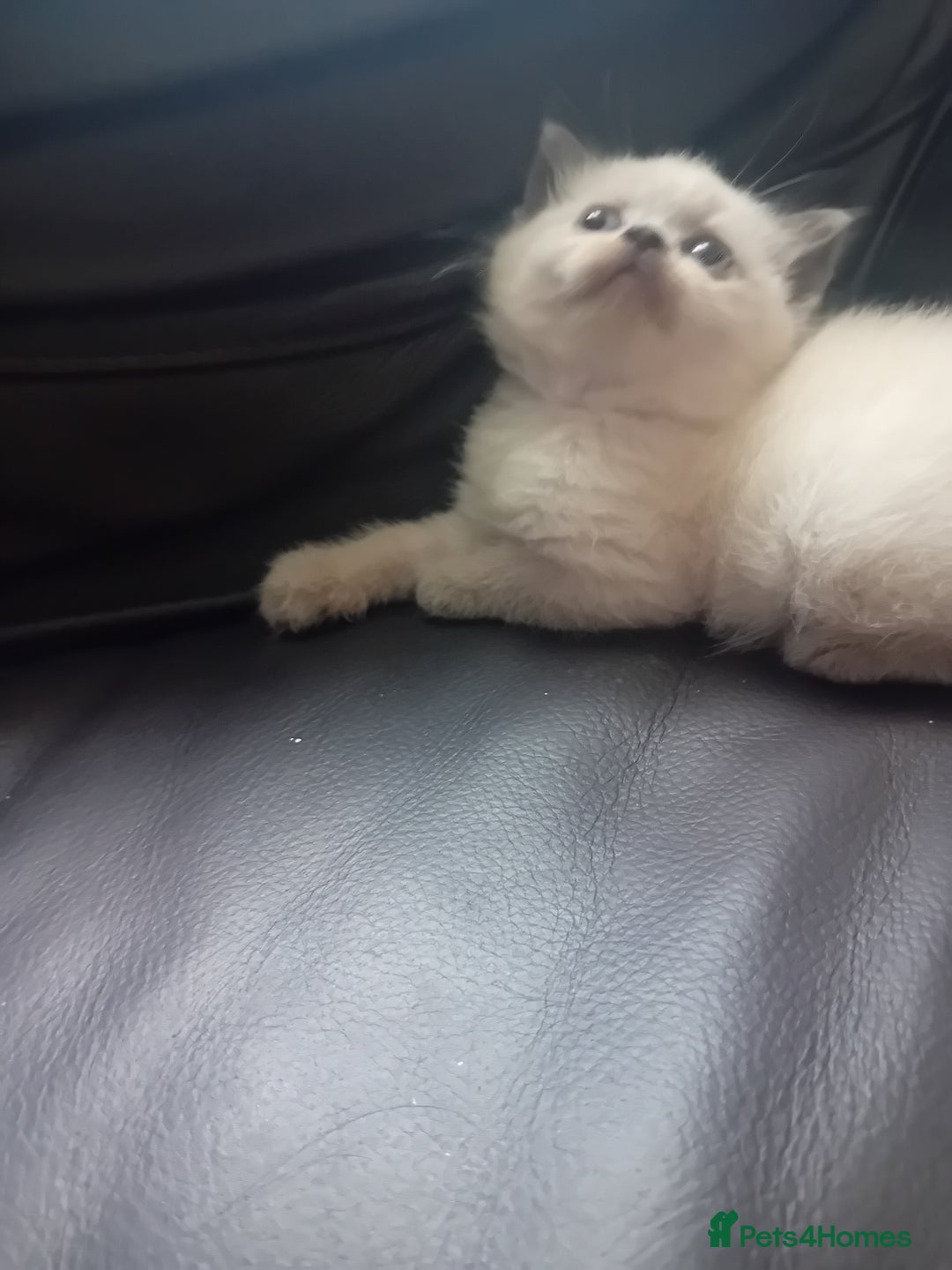 British Shorthair cats for sale: British shorthair kitten,  boy still available  - Image 7