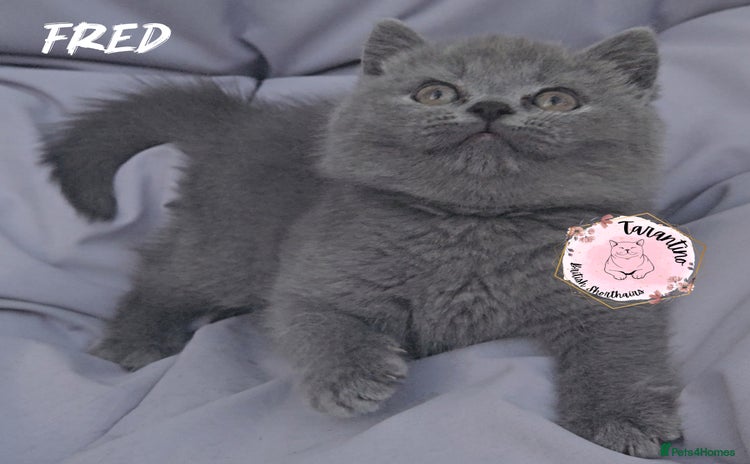 British Shorthair cats in London - Advert 1