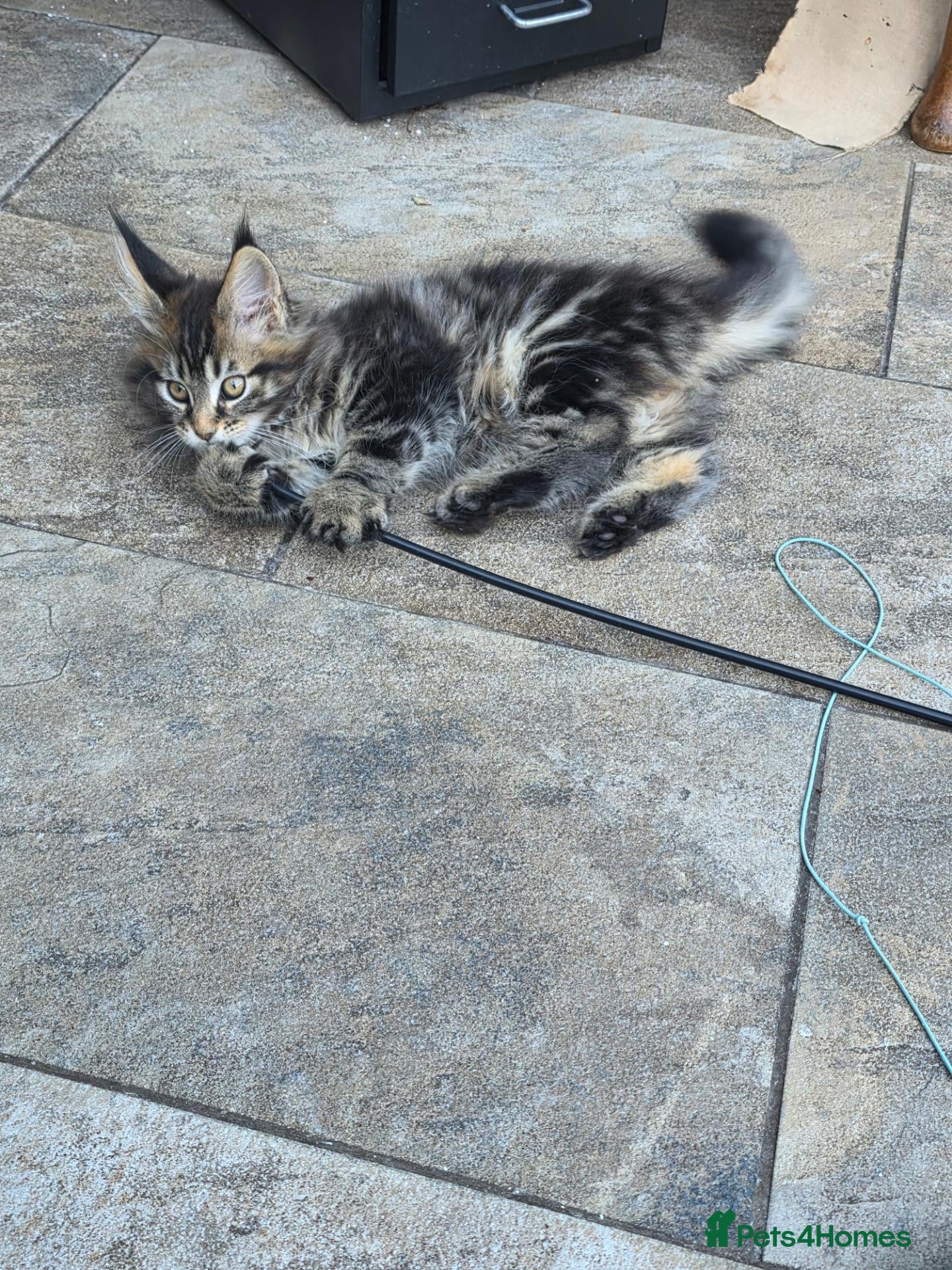 Maine Coon cats XL stunning maine coon kittens - Advert 2